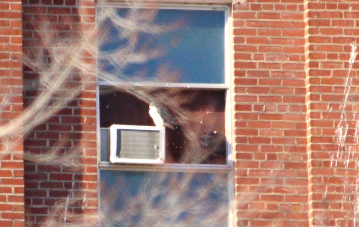 Wanderfalke - ML647561304