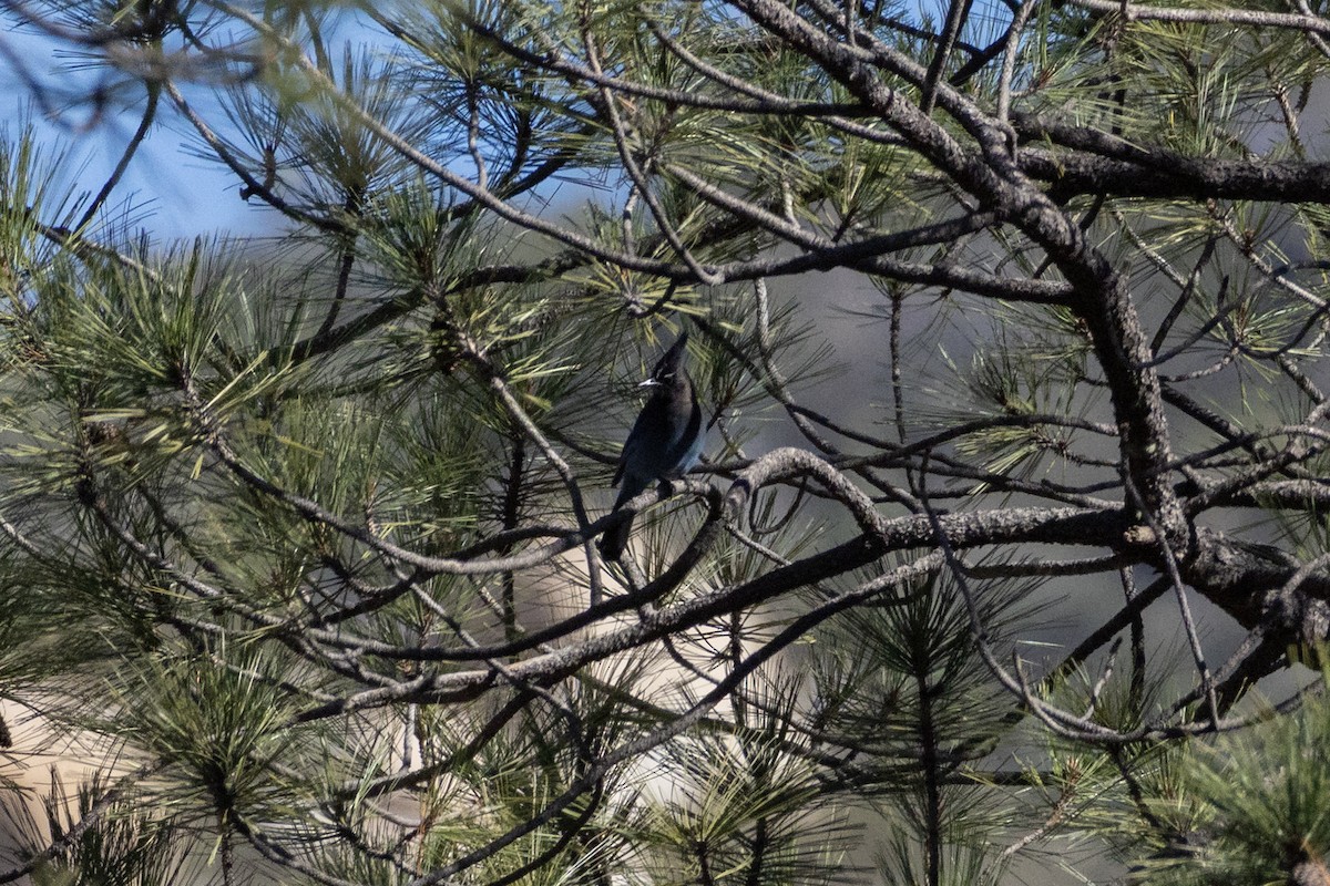 Steller's Jay (Southwest Interior) - ML647561310
