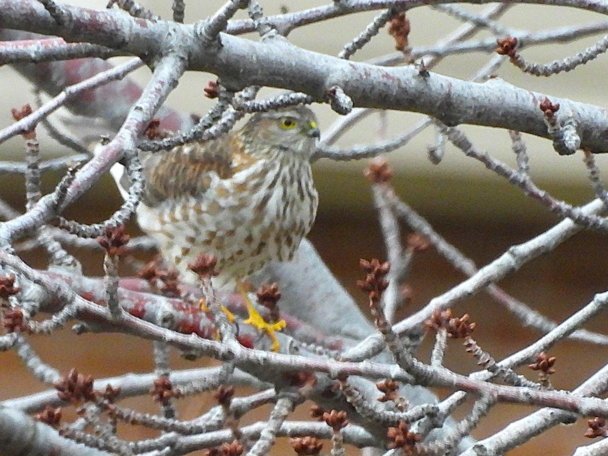 Sharp-shinned Hawk - ML647561312