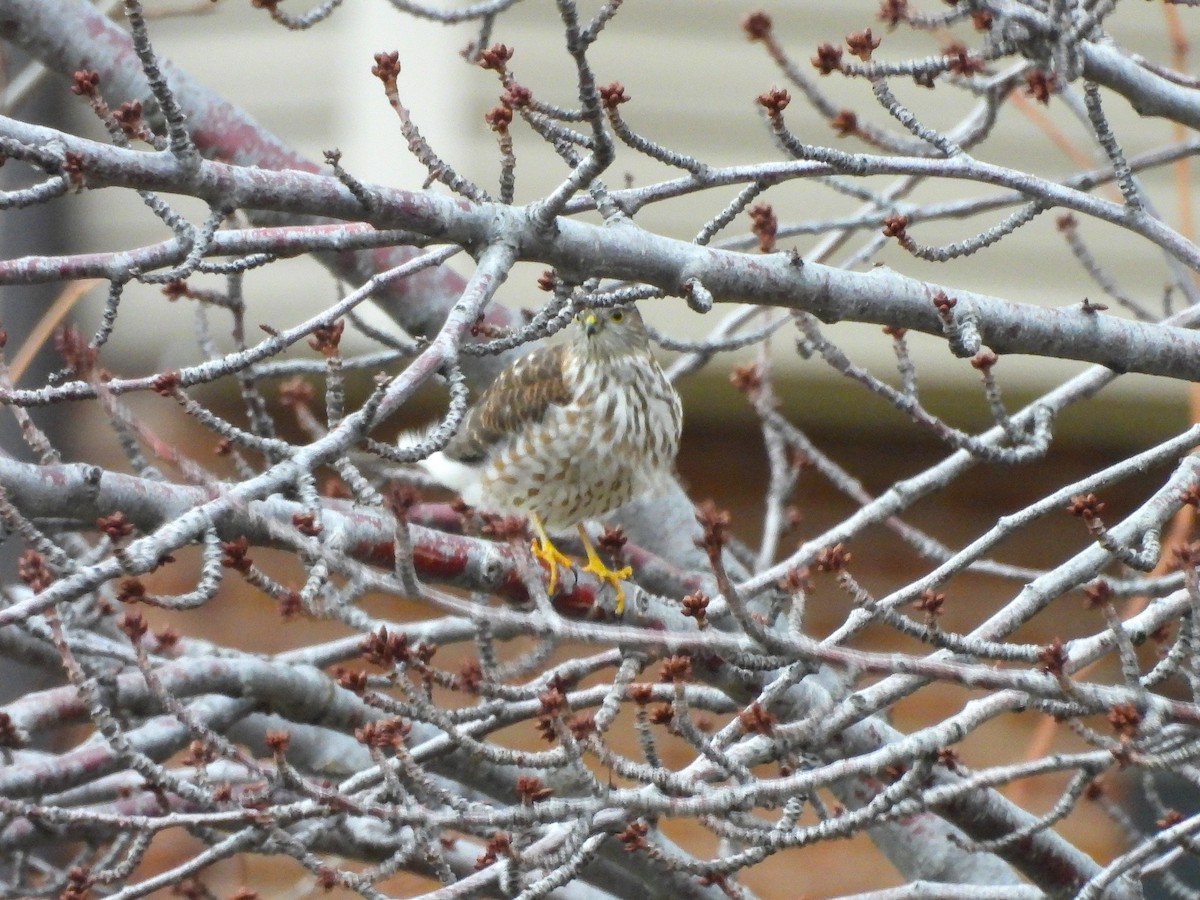 Sharp-shinned Hawk - ML647561313