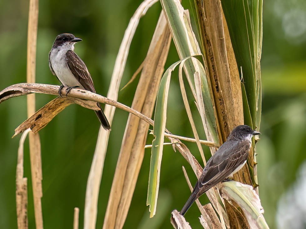 Tyran tritri - ML647561348