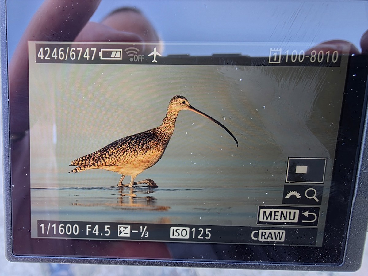 Long-billed Curlew - ML647561378