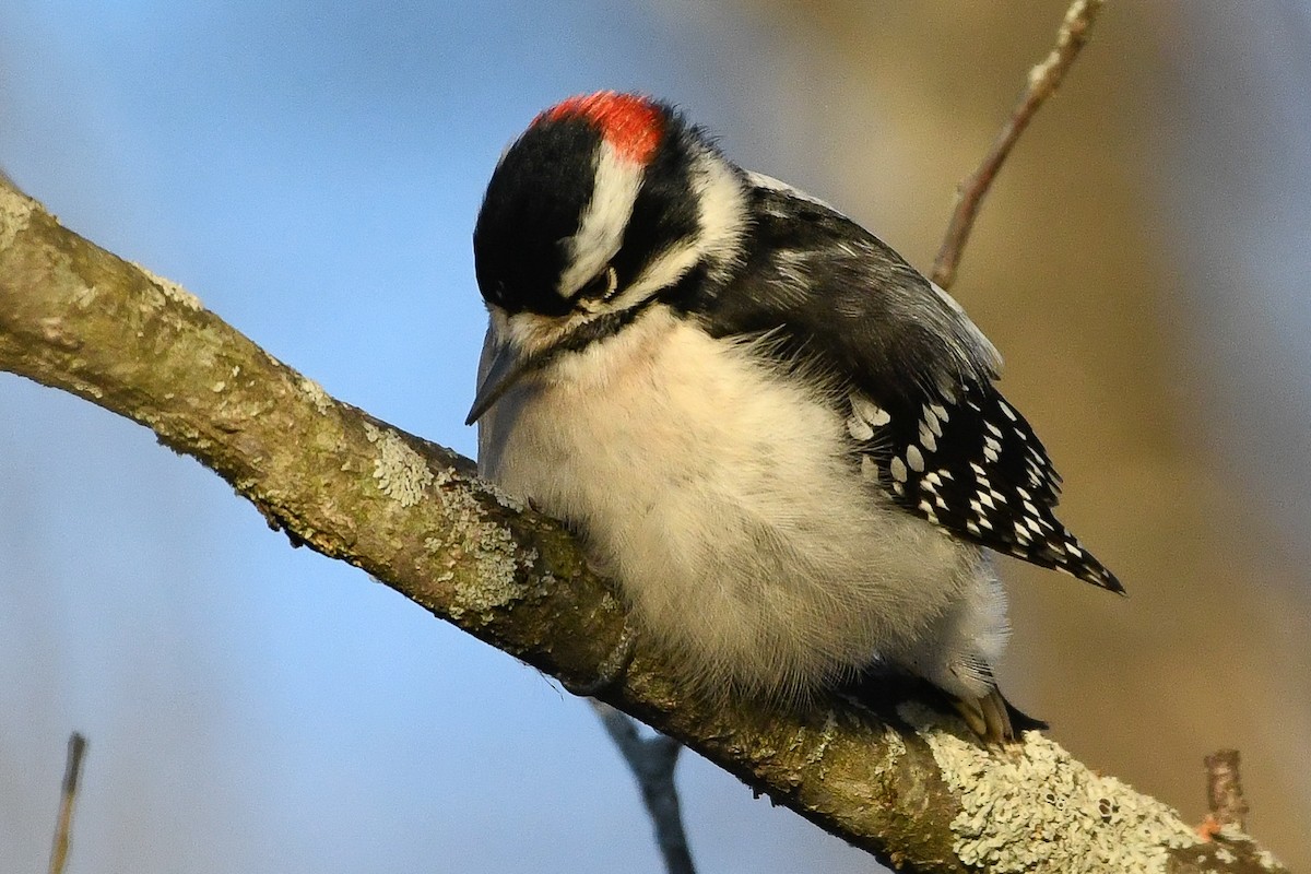 Downy Woodpecker - ML647561438
