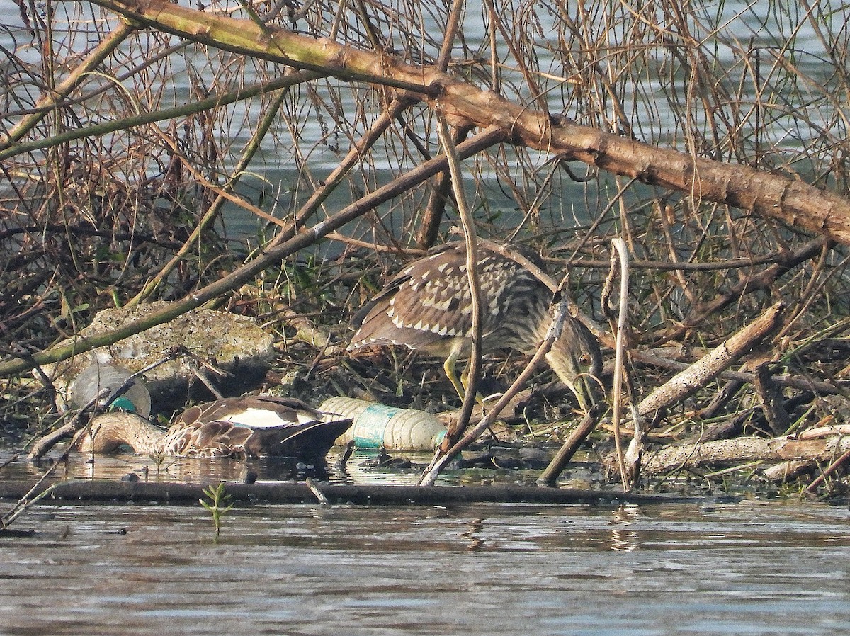 Black-crowned Night Heron - ML647561439