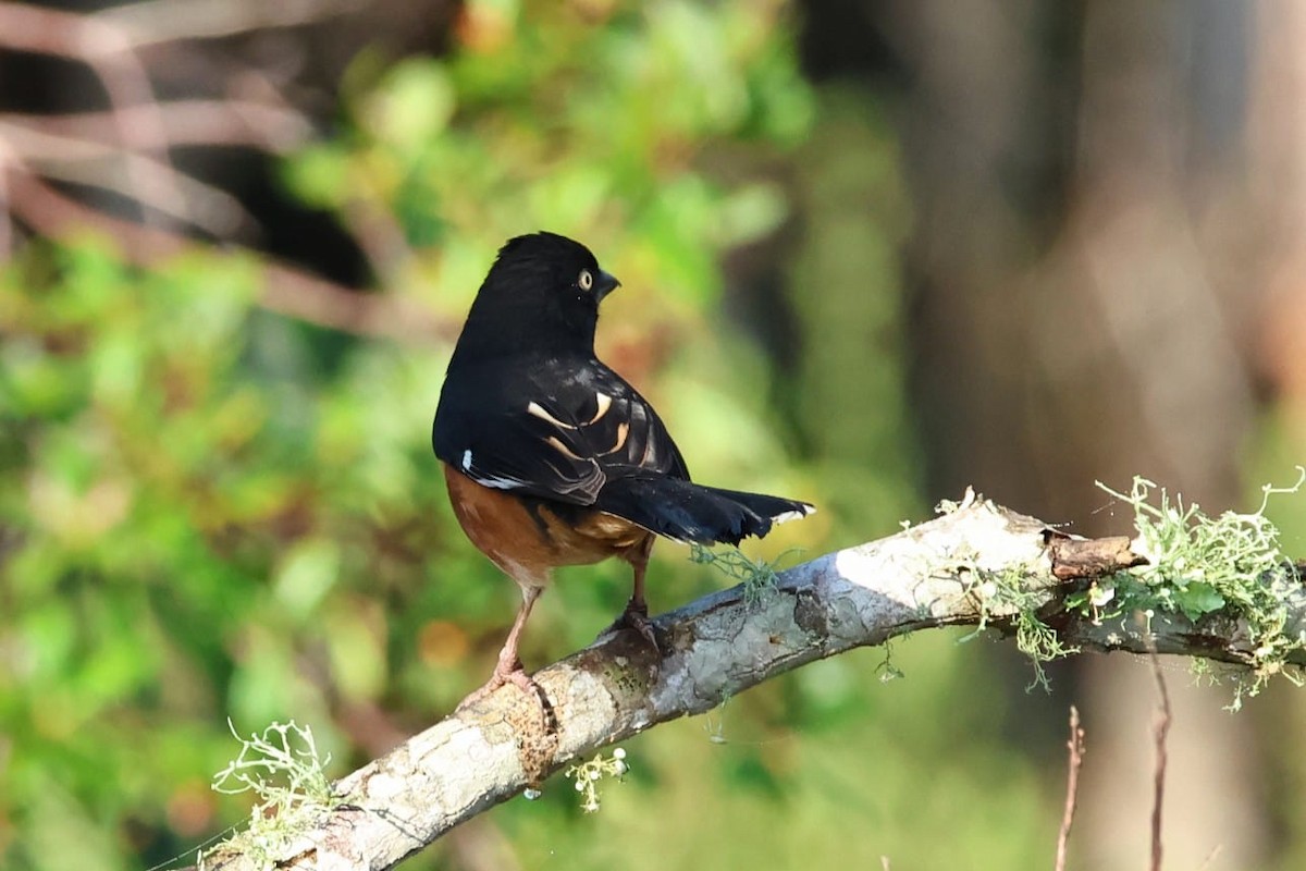 Eastern Towhee - ML647561444