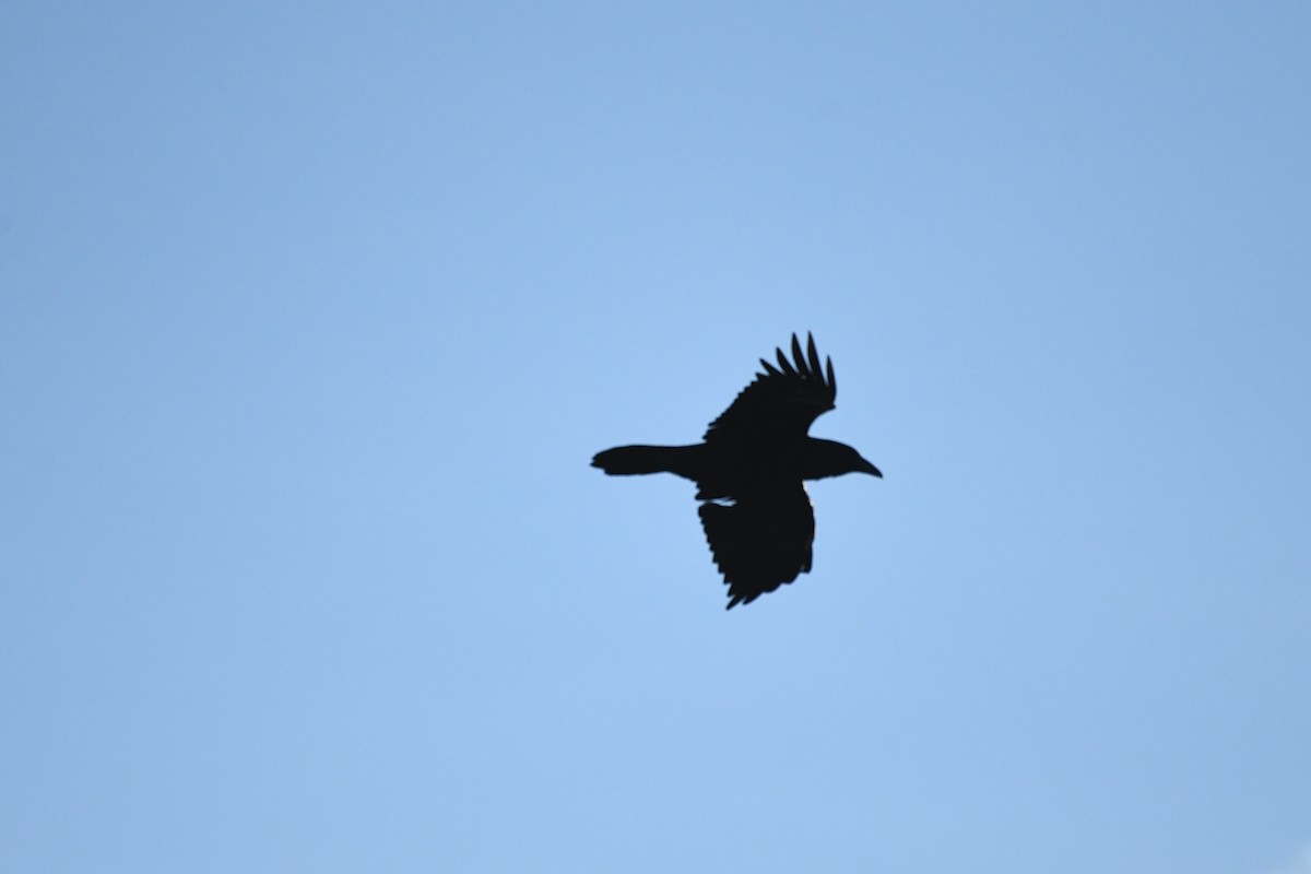 Common Raven - ML647561447
