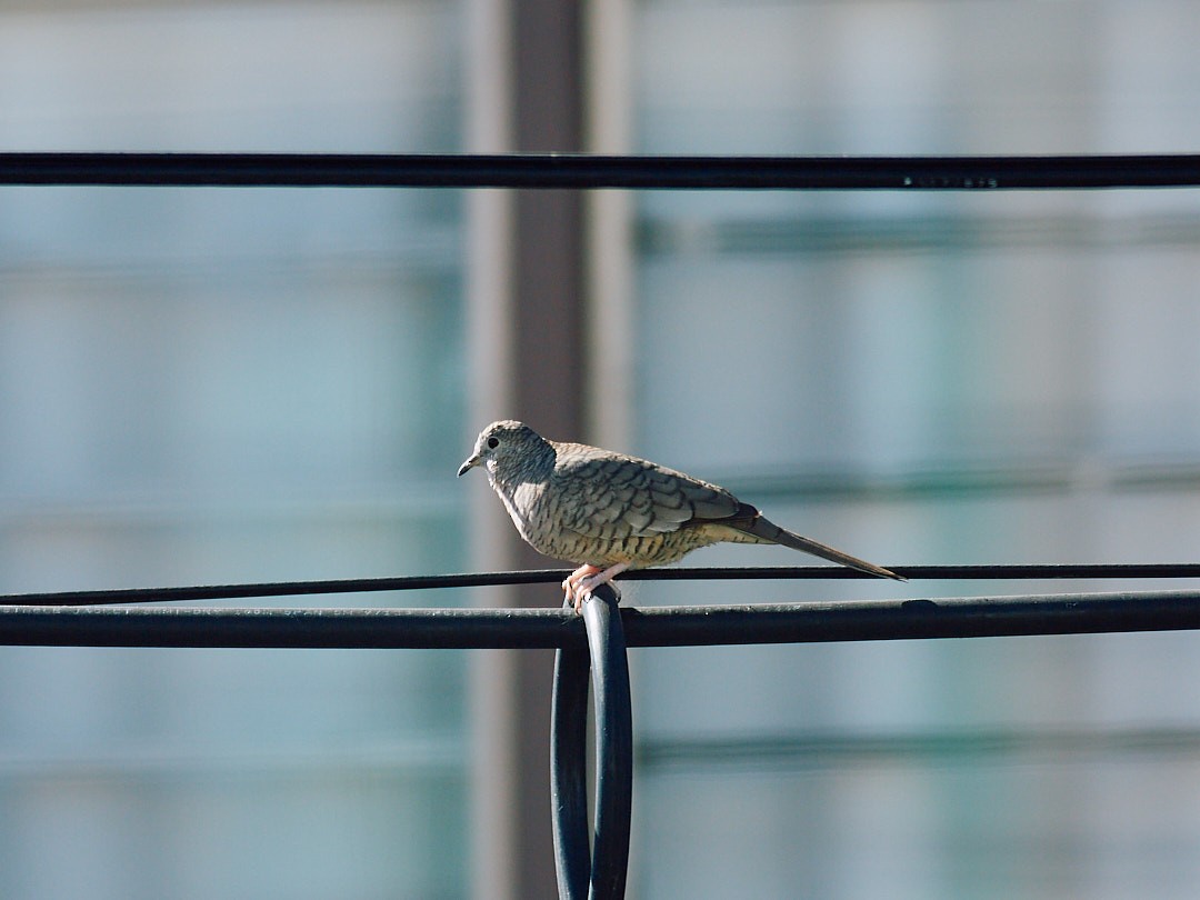 Inca Dove - ML647561450