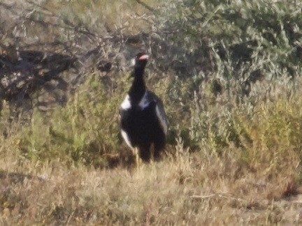 Black Bustard - ML647561451