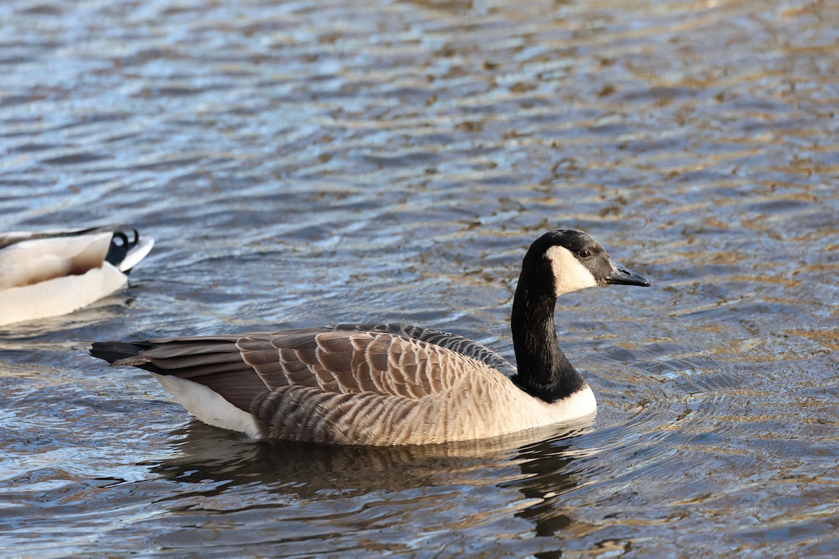 Canada Goose - ML647561452