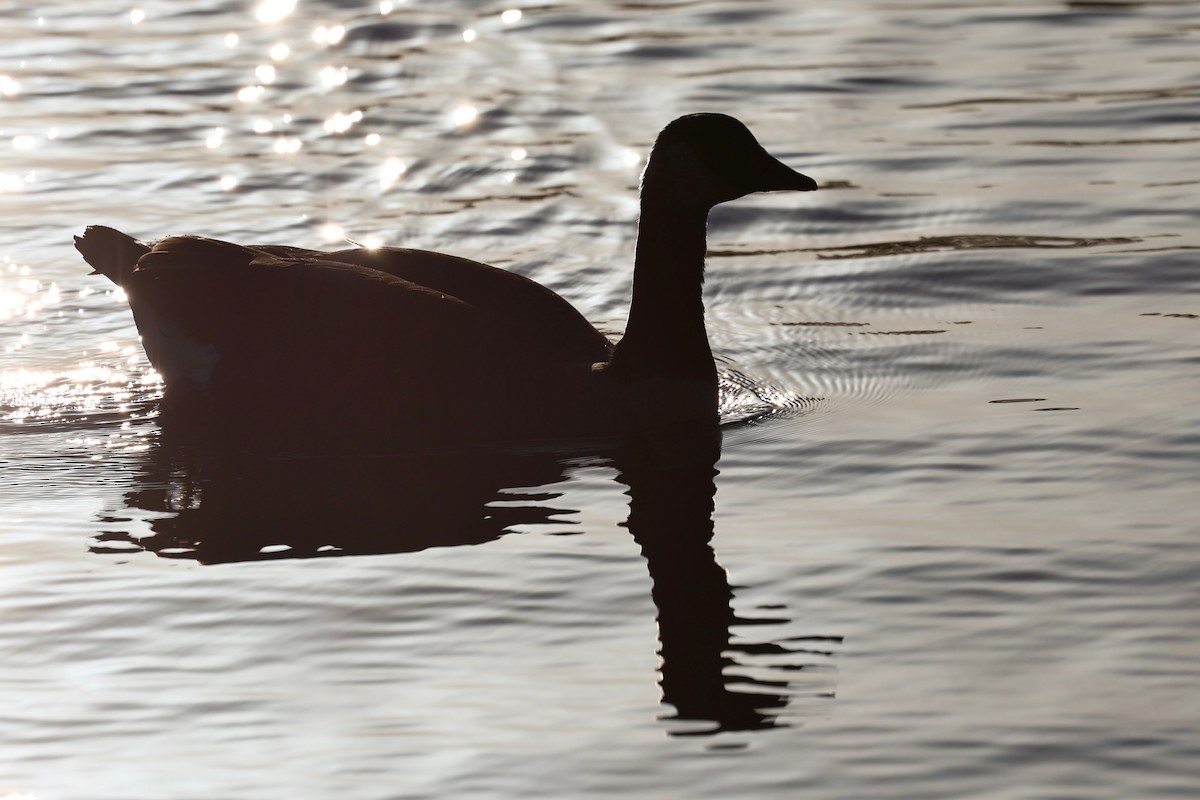 Canada Goose - ML647561453