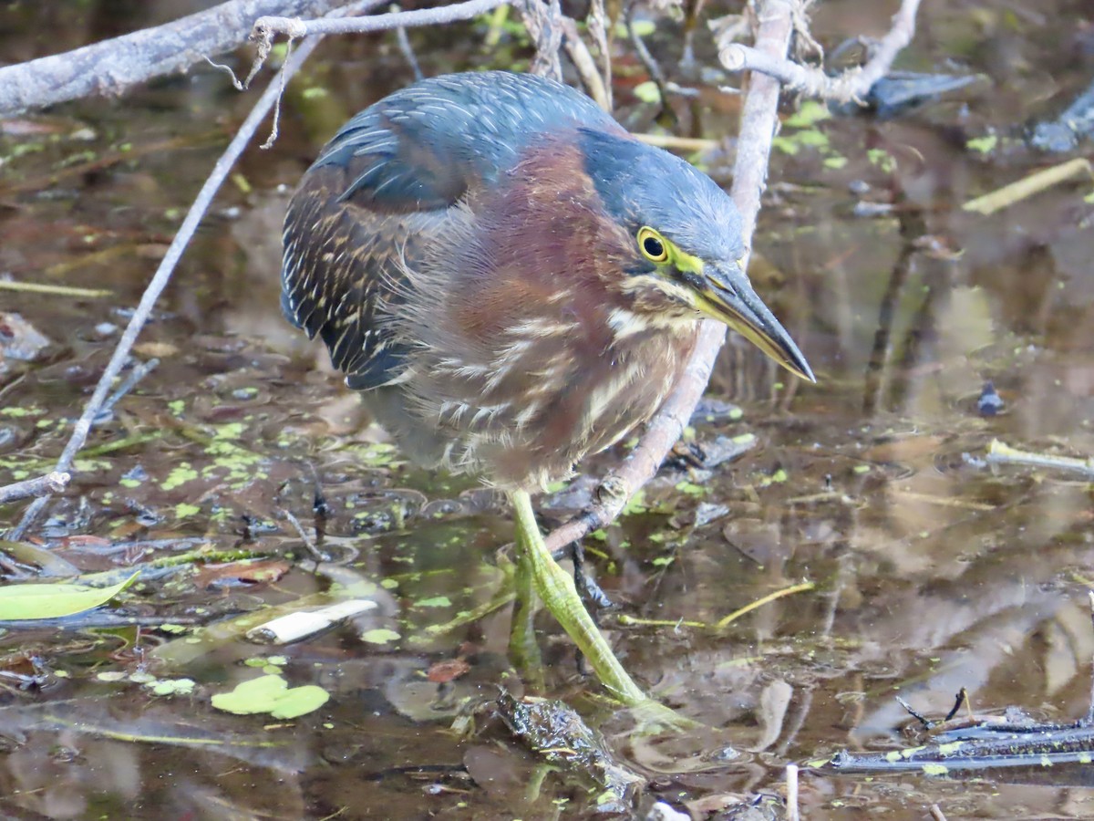 Green Heron - ML647561454