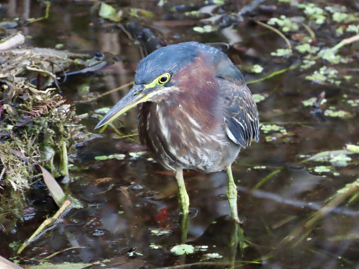 Green Heron - ML647561455