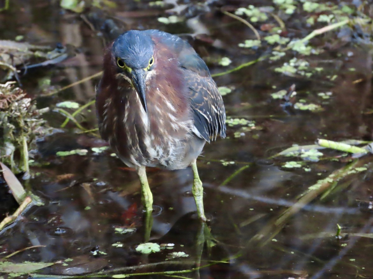 Green Heron - ML647561456