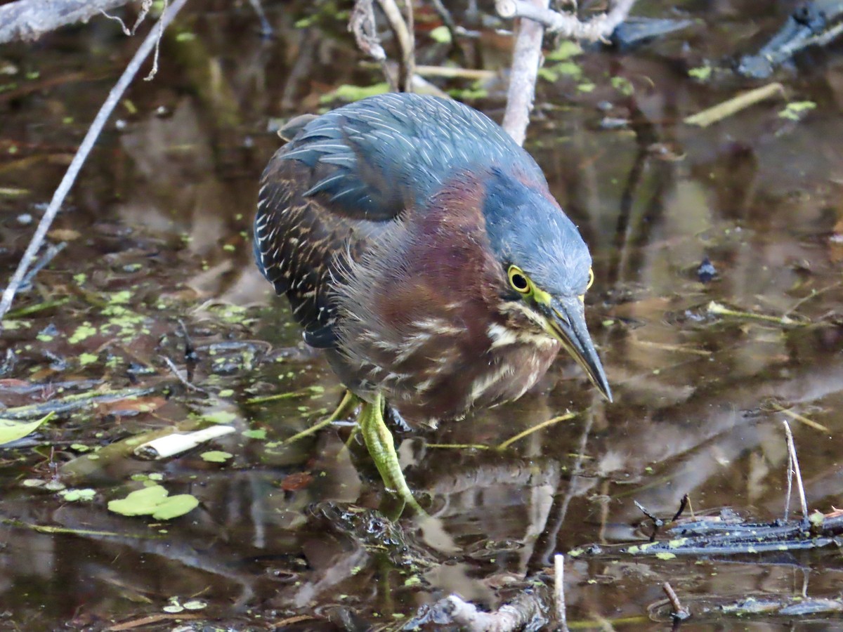 Green Heron - ML647561457