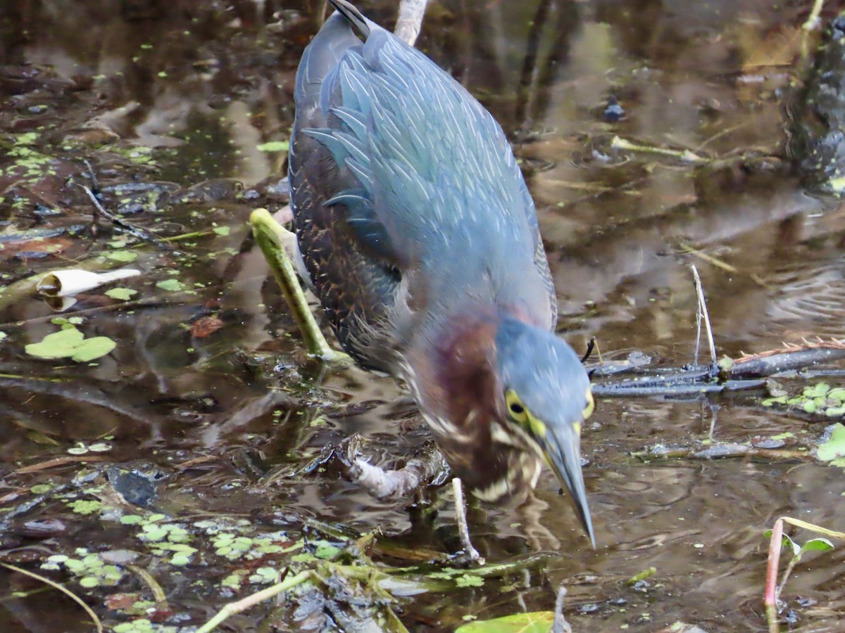 Green Heron - ML647561458