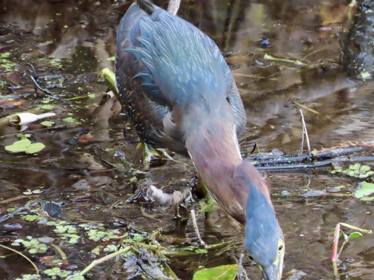 Green Heron - ML647561459