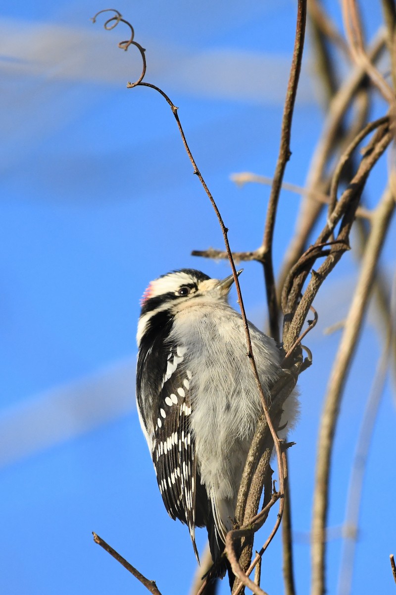 Downy Woodpecker - ML647561460
