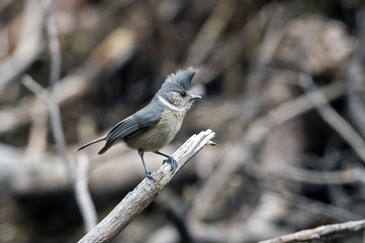 Gray-crested Tit - ML647561461