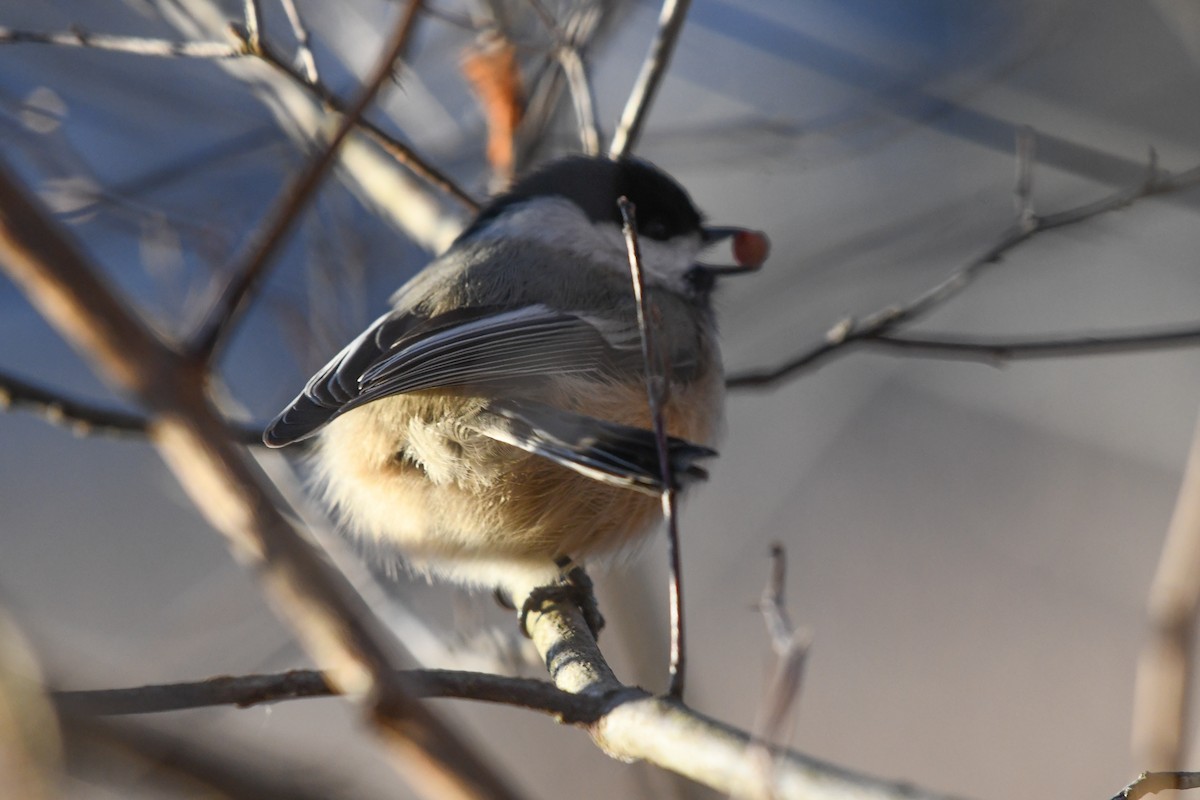 Black-capped Chickadee - ML647561462