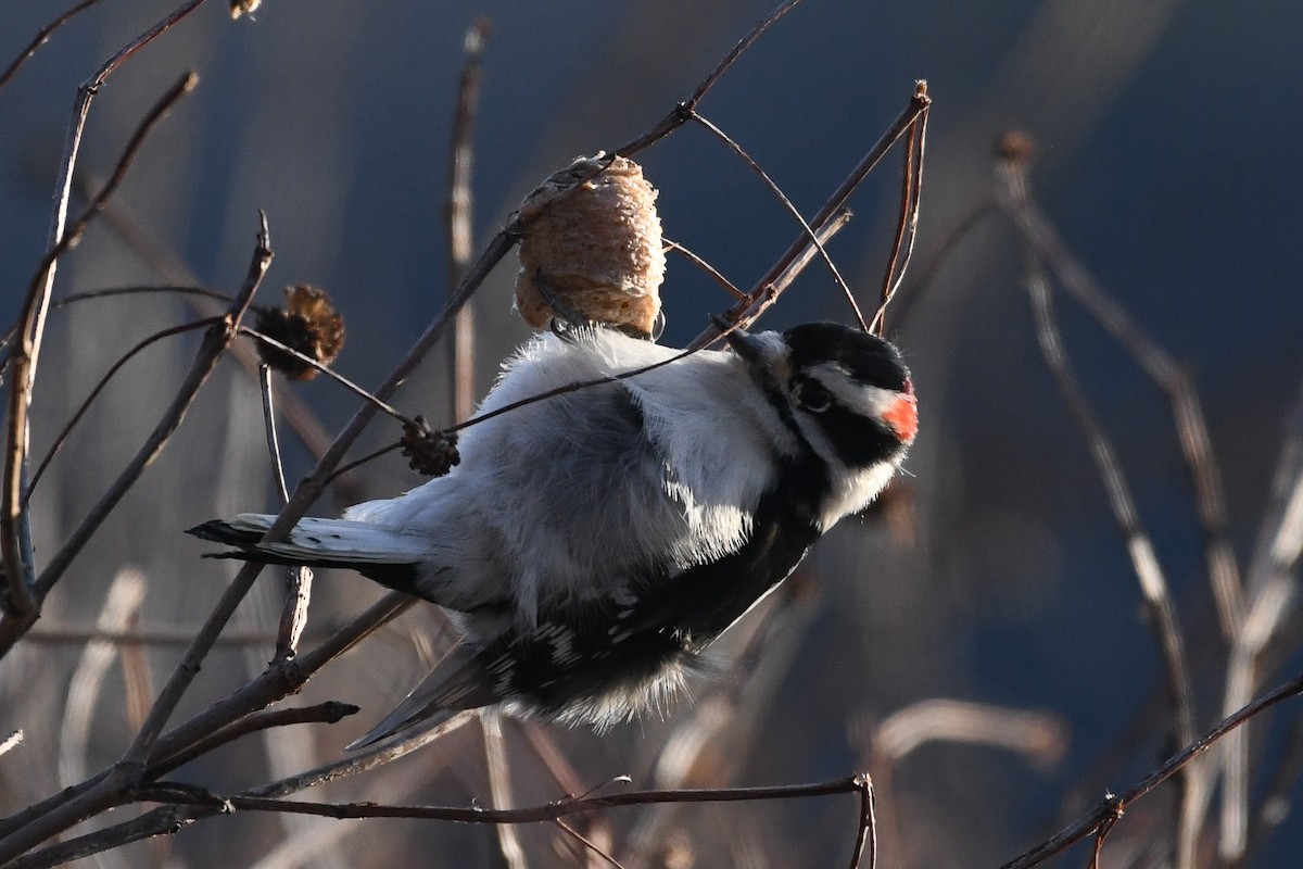 Downy Woodpecker - ML647561463