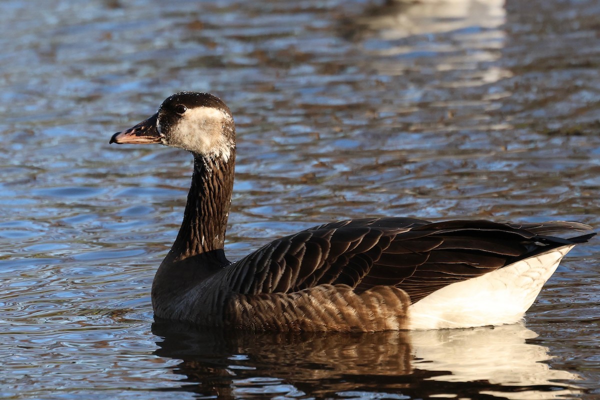 Graylag x Canada Goose (hybrid) - ML647561469