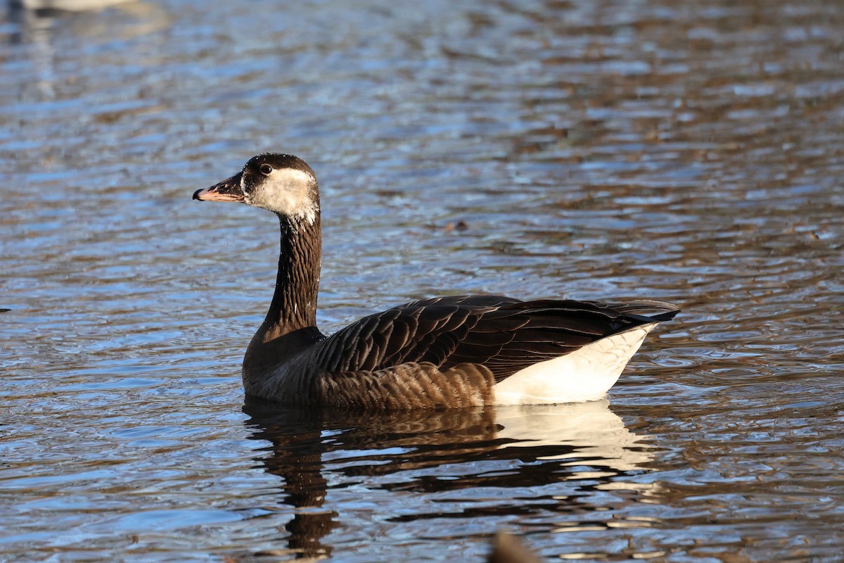 Graylag x Canada Goose (hybrid) - ML647561470