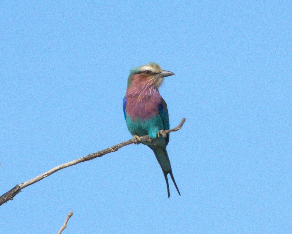 Lilac-breasted Roller - ML647561471