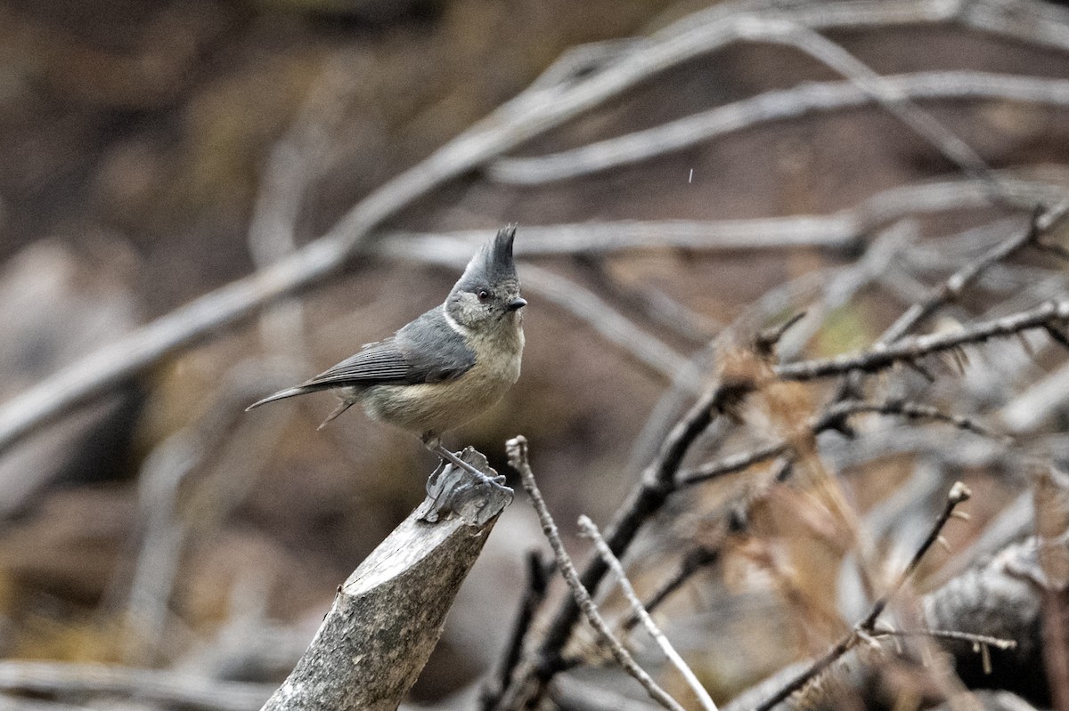 Gray-crested Tit - ML647561472