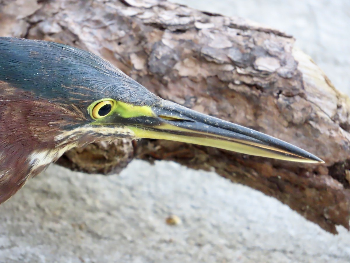 Green Heron - ML647561473