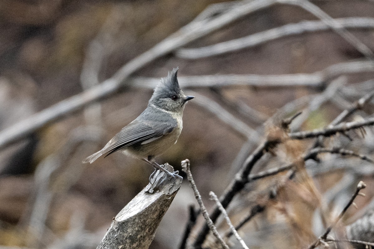 Gray-crested Tit - ML647561474