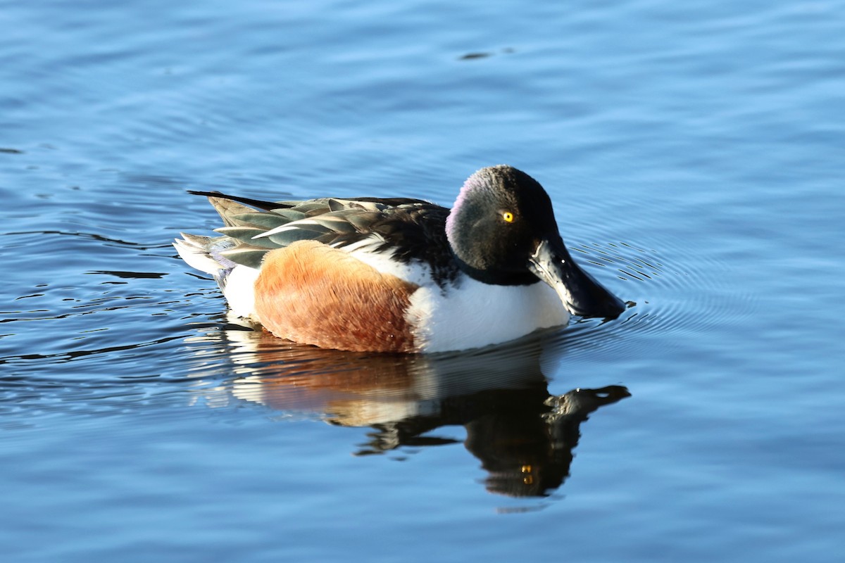 Northern Shoveler - ML647561475