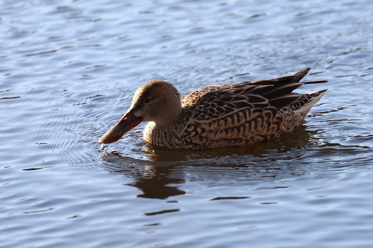 Northern Shoveler - ML647561476