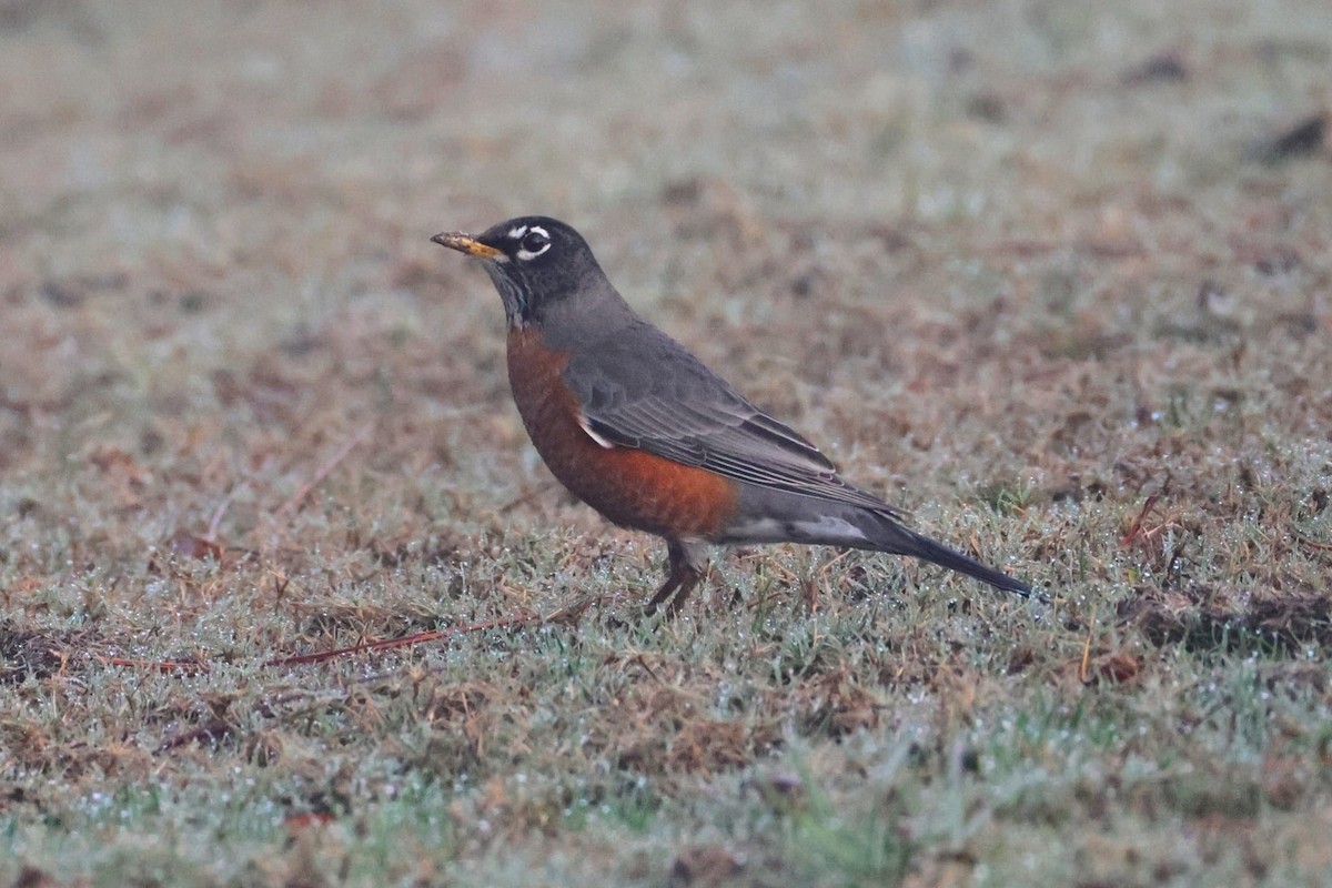 American Robin - ML647561478
