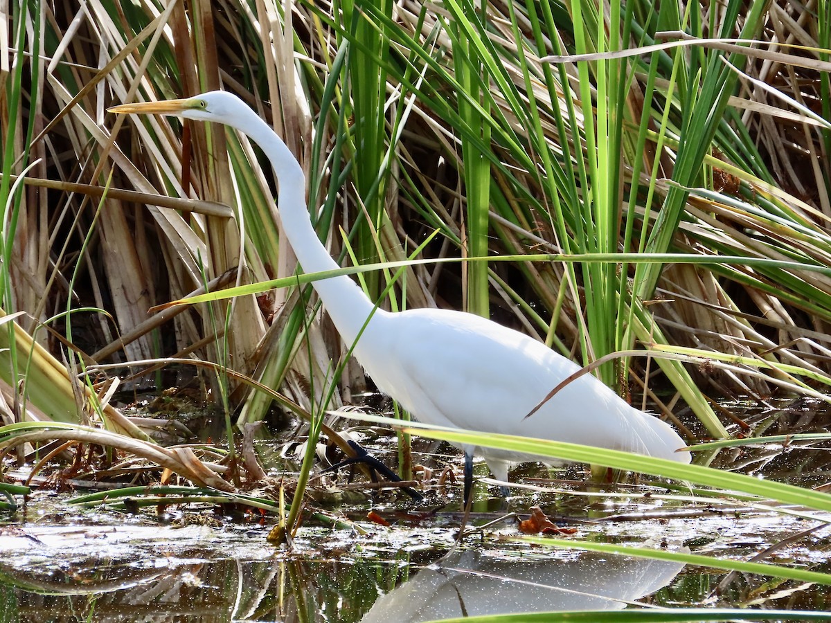 Great Egret - ML647561480