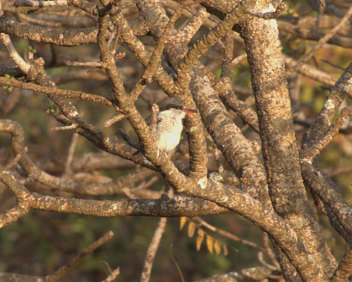 Streifenliest - ML647561515