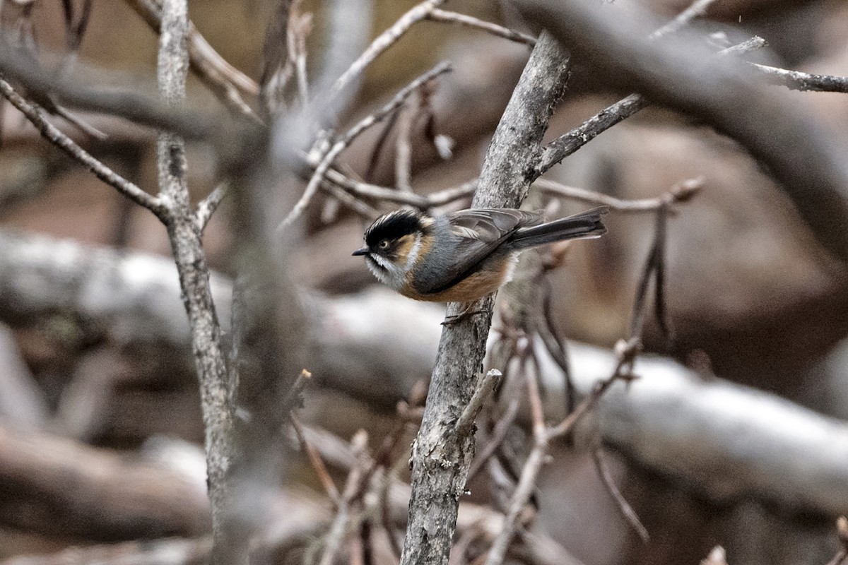 Rostwangen-Schwanzmeise (Brauenschwanzmeise) - ML647561516