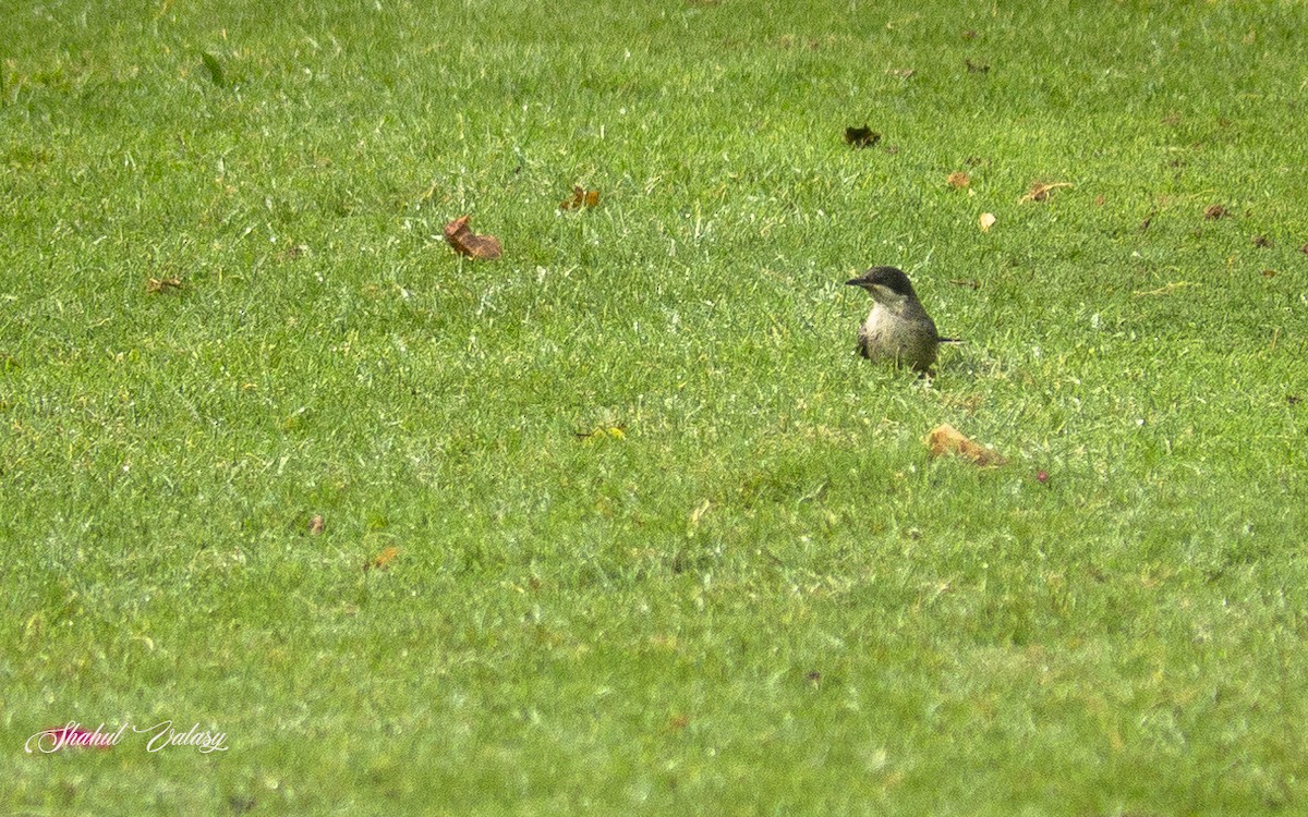 Nachtigallengrasmücke - ML647561517