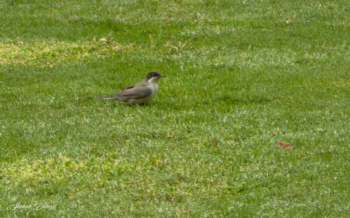 Nachtigallengrasmücke - ML647561518