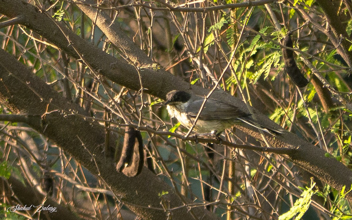 Nachtigallengrasmücke - ML647561519