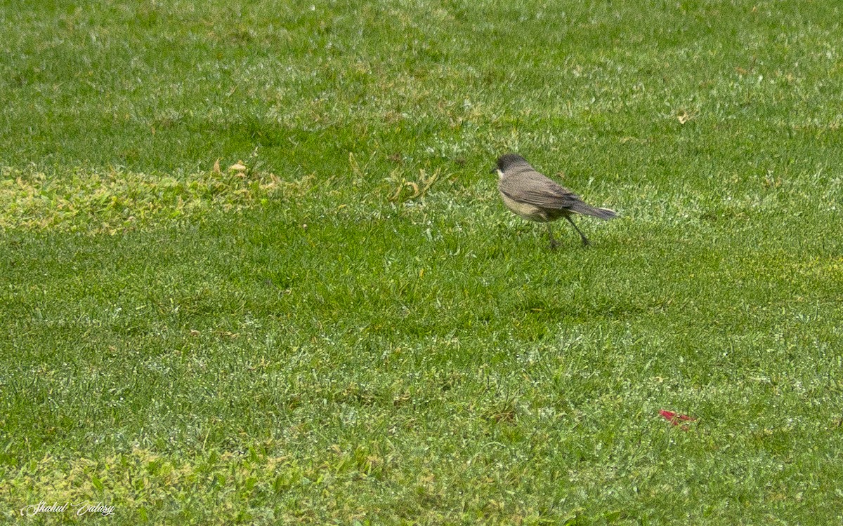 Nachtigallengrasmücke - ML647561520