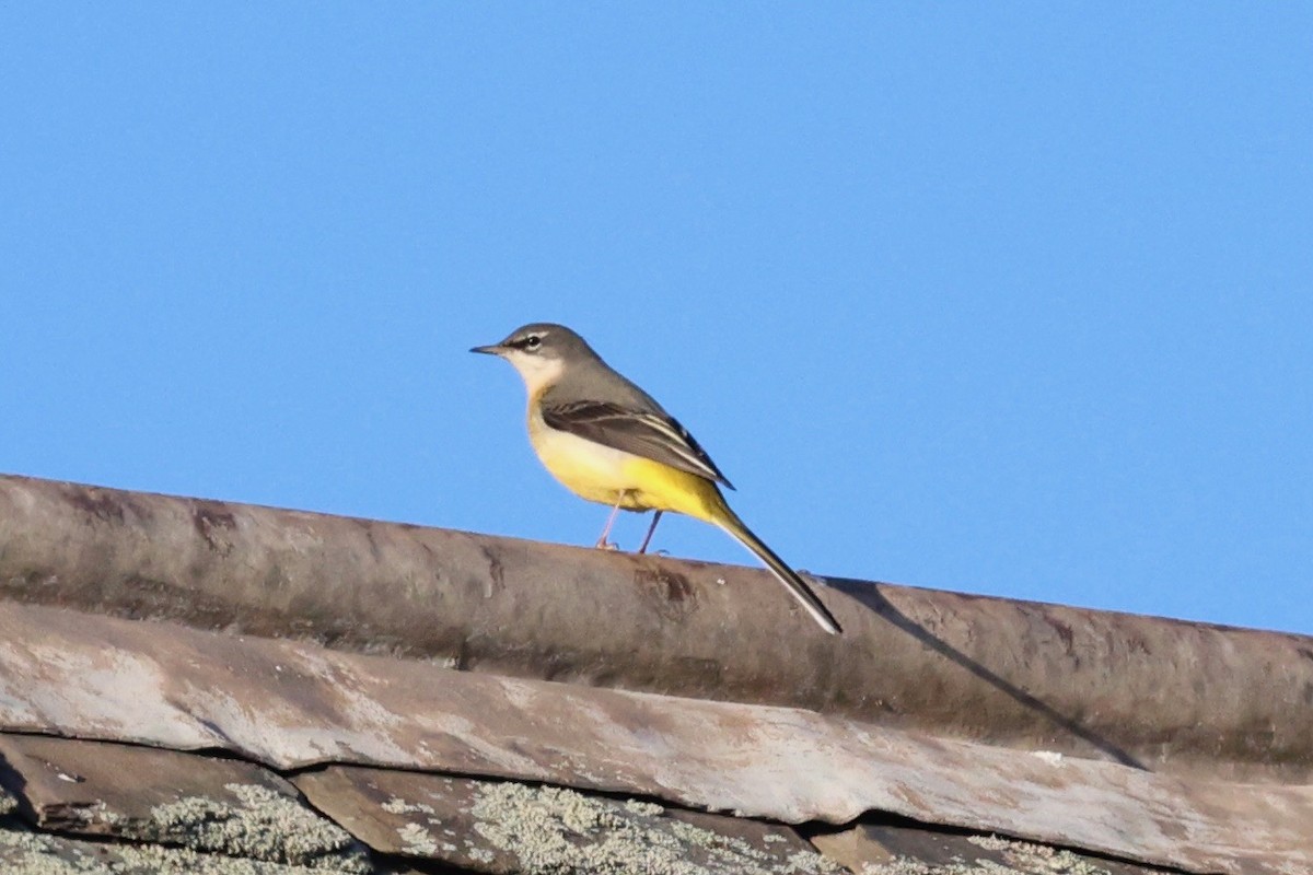 Gebirgsstelze - ML647561521