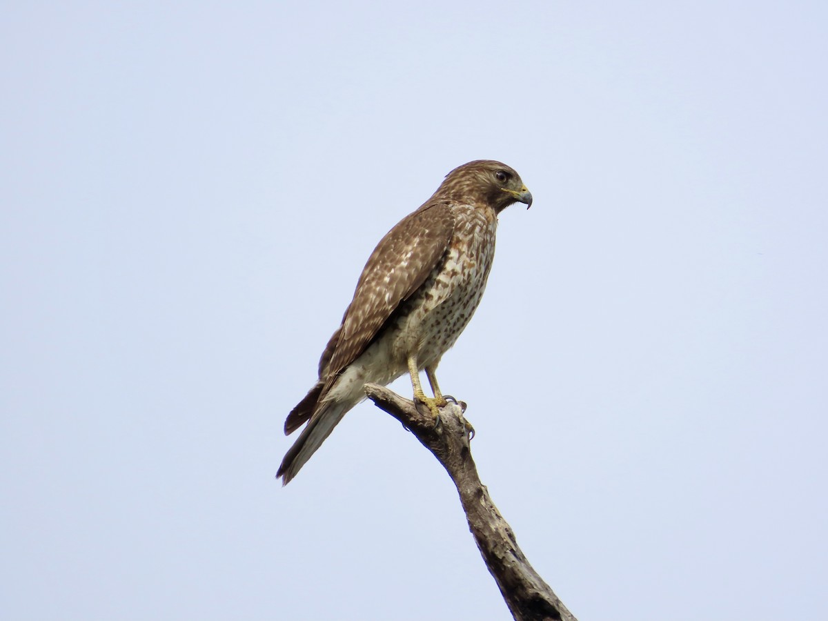 Rotschulterbussard - ML647561522