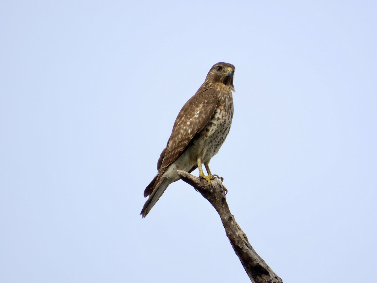 Rotschulterbussard - ML647561523