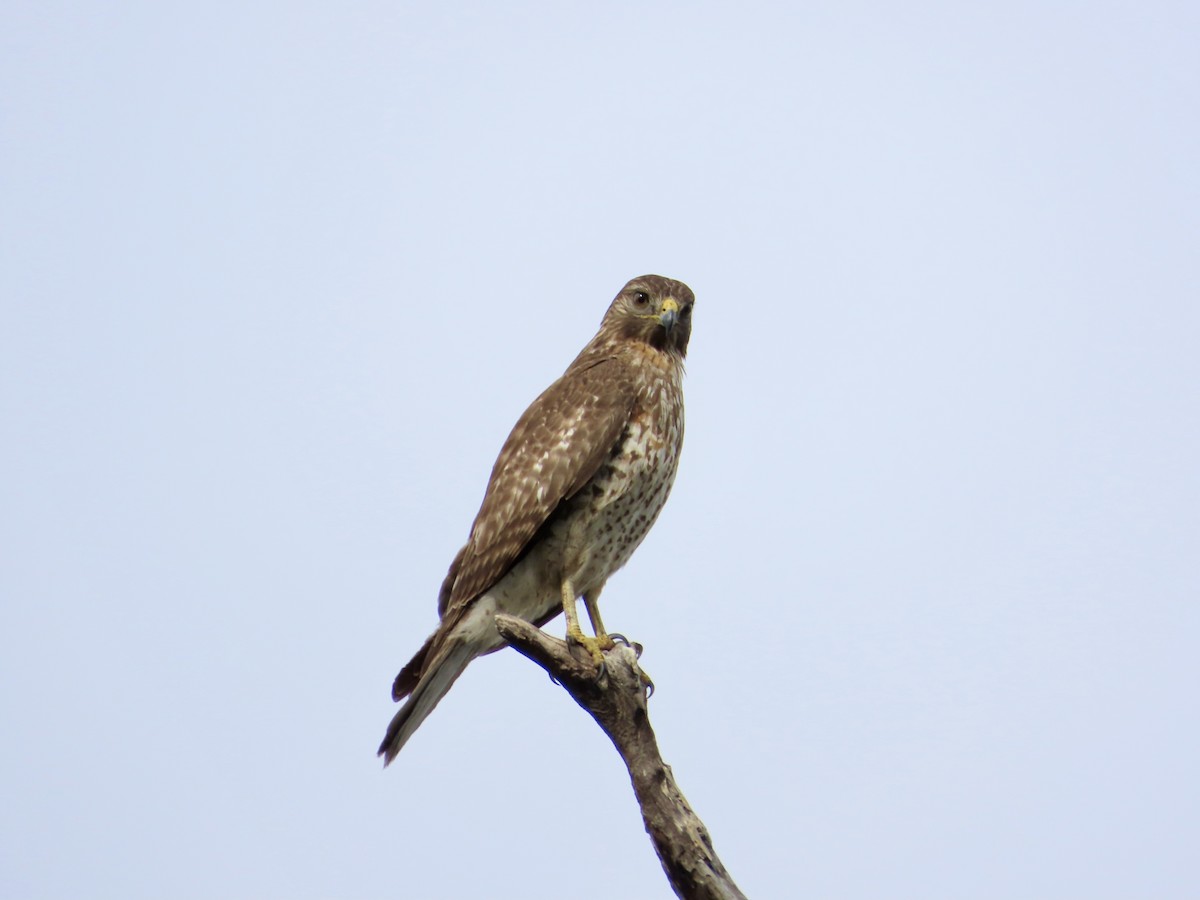 Rotschulterbussard - ML647561524