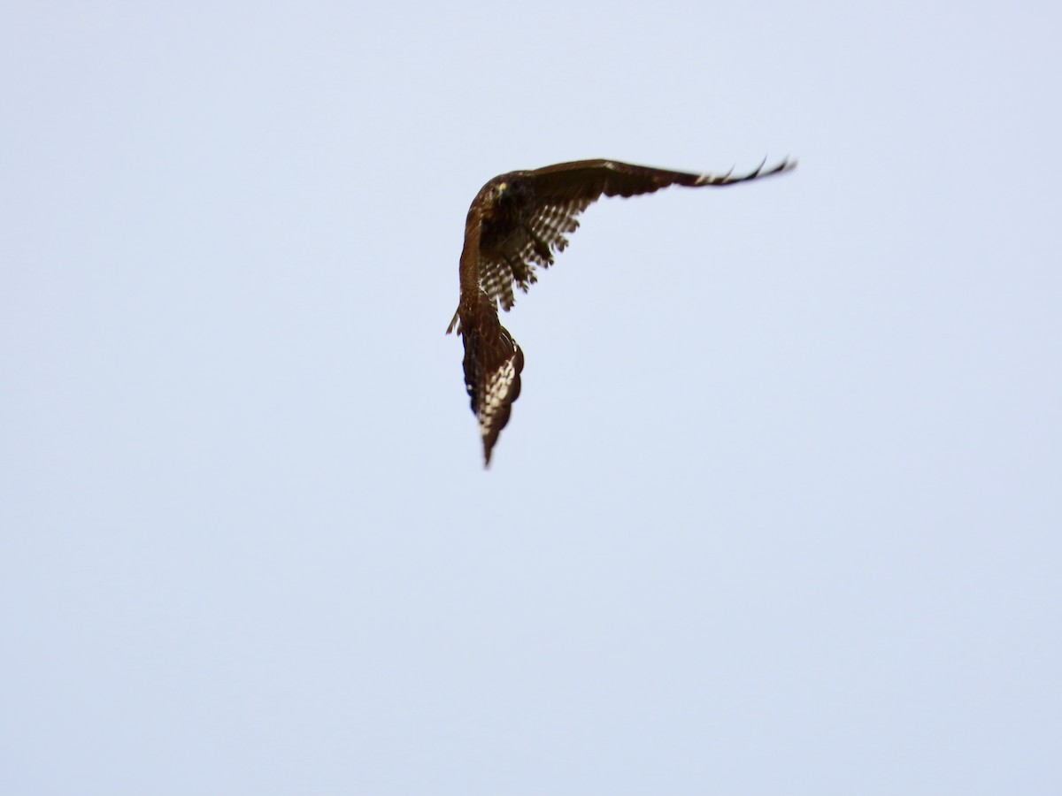 Rotschulterbussard - ML647561525