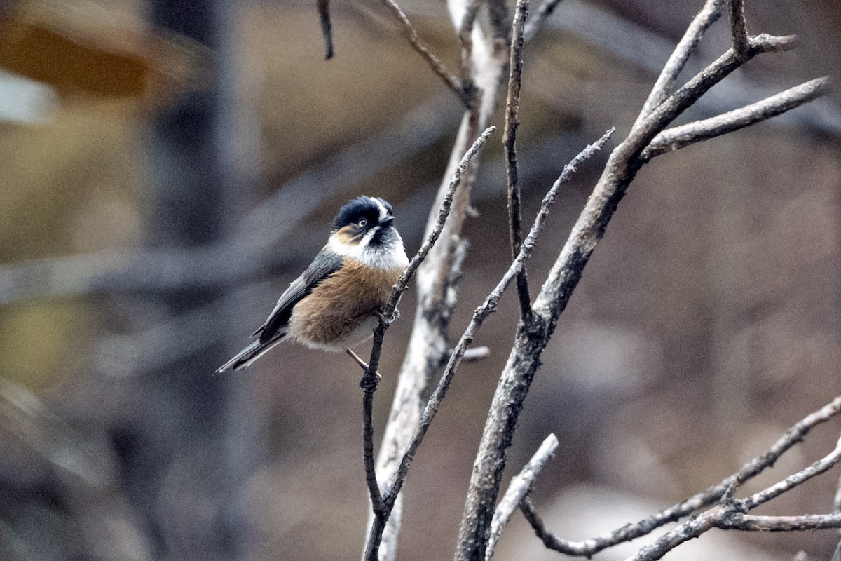 Rostwangen-Schwanzmeise (Brauenschwanzmeise) - ML647561527