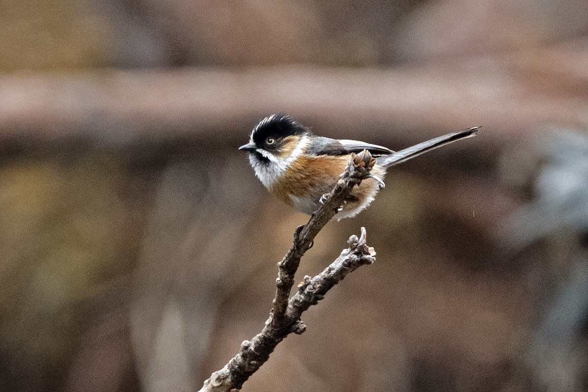 Rostwangen-Schwanzmeise (Brauenschwanzmeise) - ML647561529