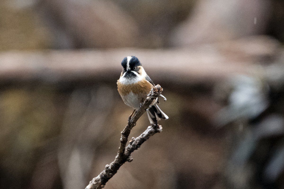 Rostwangen-Schwanzmeise (Brauenschwanzmeise) - ML647561530