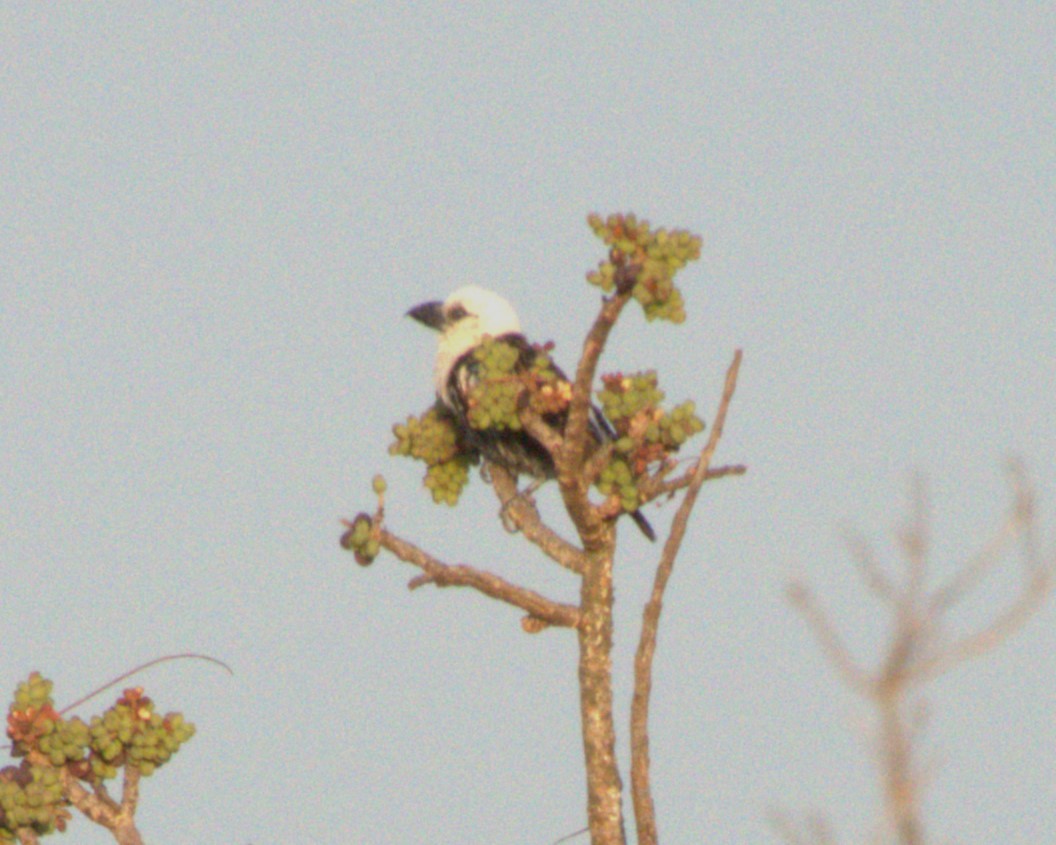 Weißkopf-Bartvogel - ML647561531