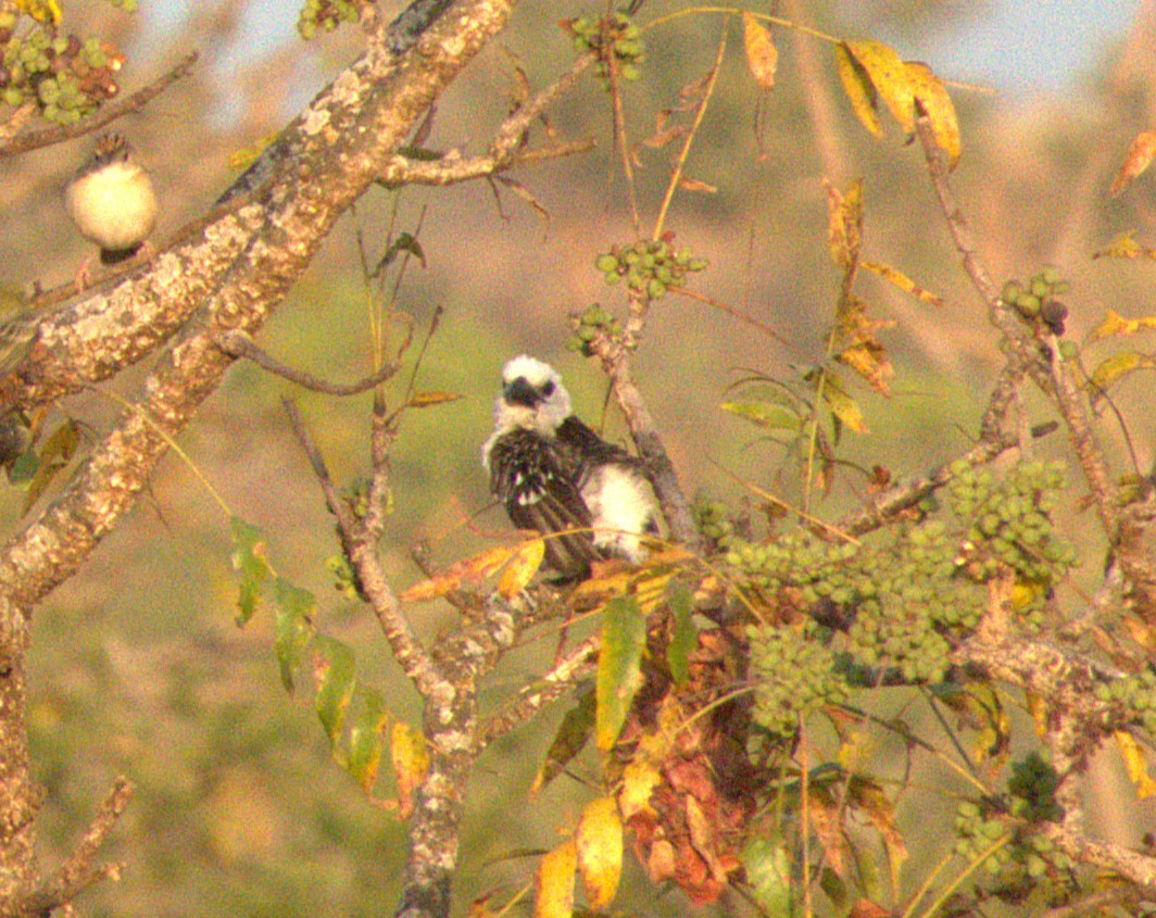 Weißkopf-Bartvogel - ML647561532